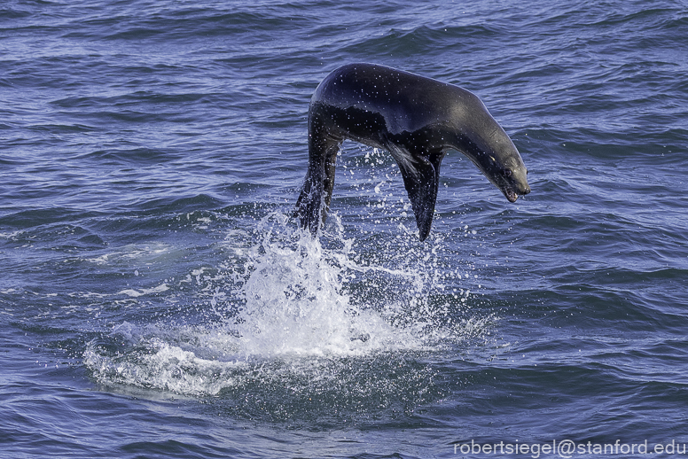 Monterey Bay whale watching